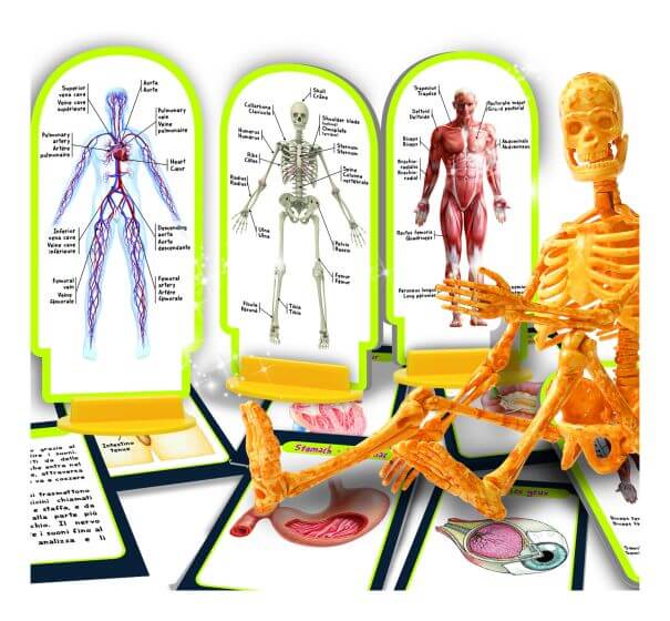 Liscianci - Genius Human Body - Anatomy Toys