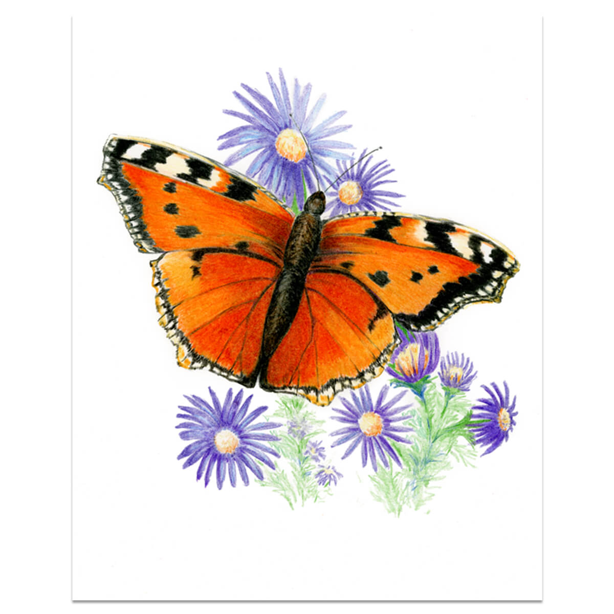 Royal Brush Drawing Activity Set - Butterflies